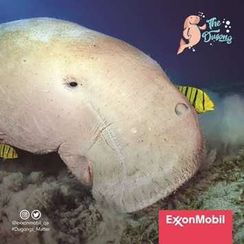 Dugong is marine mammal that is commonly known as u201csea cowu201d.