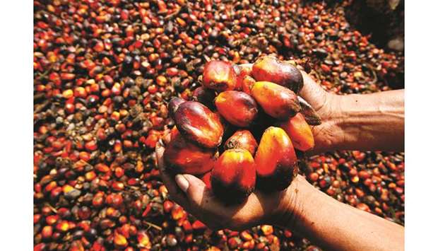 A worker holds harvested oil palm fruit for a photograph at a plantation and production factory in Banten Province, Indonesia (file). Indonesia is the worldu2019s biggest producer of palm oil.