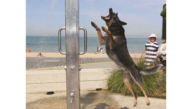A dog cools off under a shower at St Kilda beach as a heat wave sweeps across Victoria, Australia.