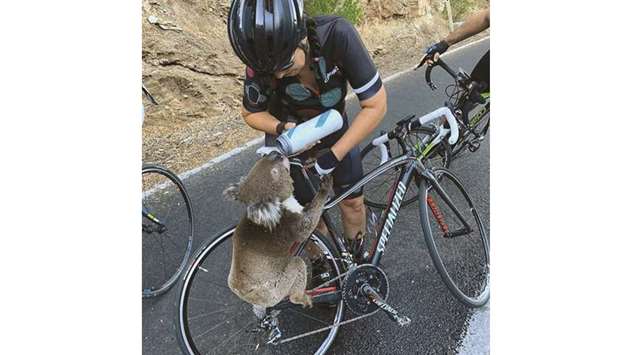 A koala receives water from a cyclist during a severe heatwave that hit the region, in Adelaide Hills, South Australia.