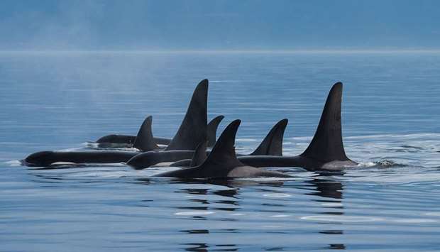 A pod of killer whales