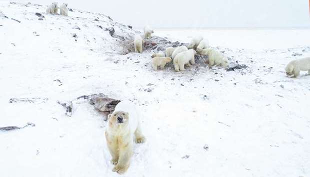 This handout photo taken on December 3 and released by the World Wildlife Fund u2013 Russia (WWF-Russia) shows polar bears outside the village of Ryrkaypiy in the Chukotka region.
