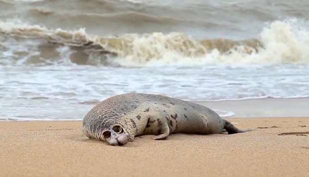 A grab taken from a video taken on December 7 and released by the North Caucasian branch of Russia's fisheries agency shows the body of a dead Caspian seal on a beach in Makhachkala