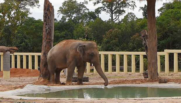 Newly arrived Asian elephant Kaavan drinks water in his new enclosure at the Kulen Prom Tep Wildlife Sanctuary in Cambodia's Oddar Meanchey province