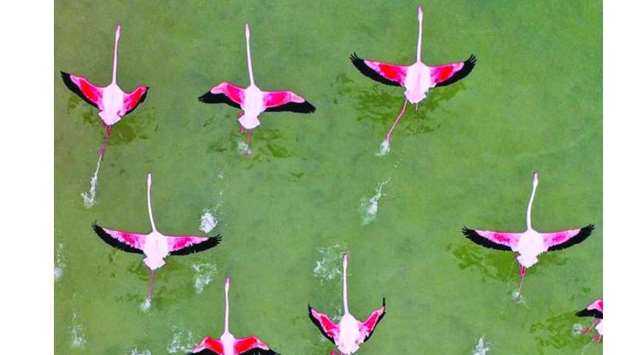 Flocks of pink flamingos at Al Thakira. - Pictures taken from Visit Qatar's Instagram page