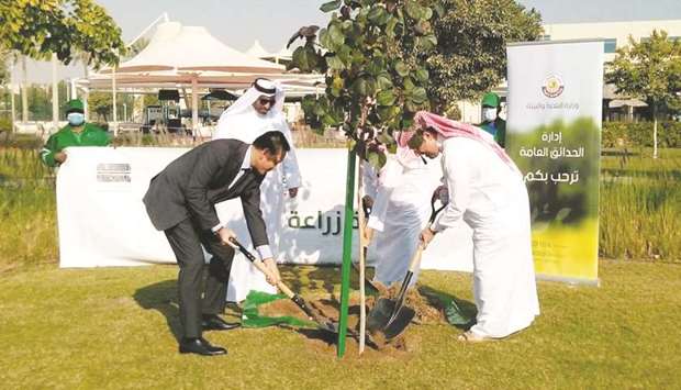 plant tree