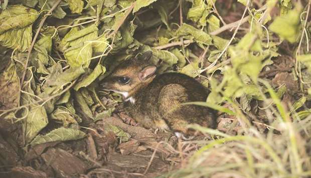 A Philippine mouse-deer, born at Wroclaw Zoo, is seen in this undated photo.
