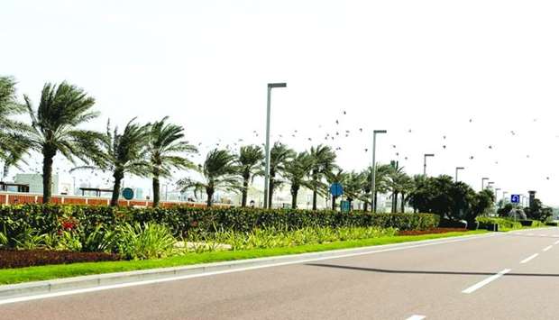 Palms sway in strong wind Friday in Doha. PICTURE: Shaji Kayamkulam