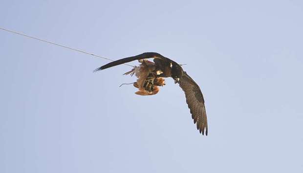 A falcon in action as it nabs a fake prey attached to a RC model airplane.PICTURES: Ram Chand.