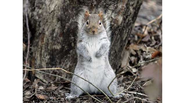 A squirrel stands on its hind legs as it looks for food in New York's Central Park. AFP File photo: January 05, 2007.