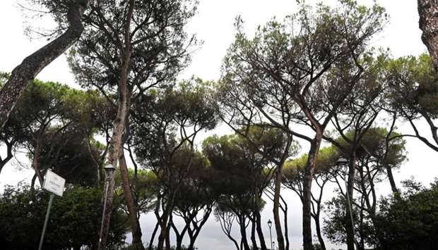 A general view shows pine trees on December 2 in Rome. Rome is risking to lose its symbolic pine trees to pine tortoise scale insects, a North American invasive species
