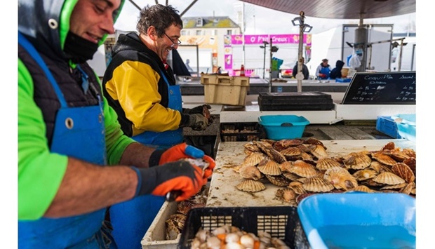 Fishermen shell scallops at fish market in the harbour of Ouisterham, northwestern France, on December 10. AFP