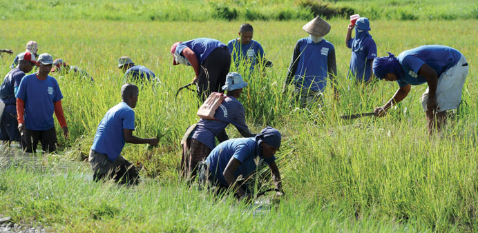 Inmates from the medium security compound work on a rice field at Iwahig prison in Puerto Princesa, Palawan island.
