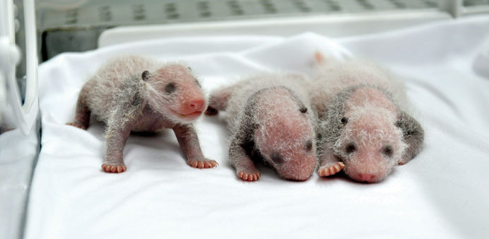 The triplet panda cubs rest in the incubator in the Chimelong Wildlife Park in Guangzhou.