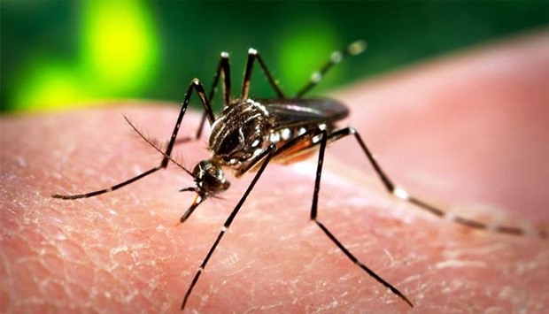 Zika virus is transmitted by mosquitoes mostly active during daytime.