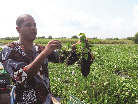 Biorefinery worker Folha Mouftaou holds hyacinths collected from the water at So-Ava in Benin.