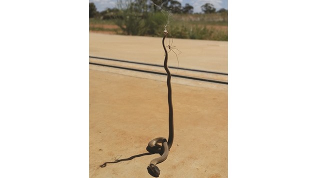 This handout photograph taken on February 6 and released yesterday courtesy of Patrick Lees shows a dead brown snake strung up on a spideru2019s web with a u2018daddy long legsu2019 spider by its tail in Weethalle, about 400km (250 miles) west of Sydney.