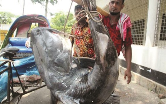 A fisherman handling the giant fish.