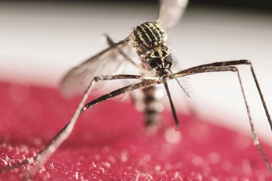 DANGER THAT LURKS: A mosquito from the genus Aedes, which can carry Zika virus.