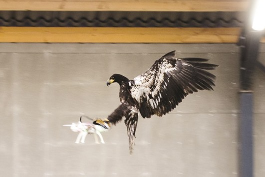 An eagle is seen gliding straight toward a drone before clutching it and dragging it to the ground in Rotterdam, in this handout photo released by the Netherlands police to Reuters on Monday.
