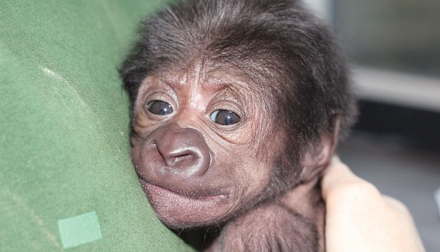 The baby female Western lowland gorilla delivered by a rare caesarean section at the Bristol Zoo is presented to the media yesterday.