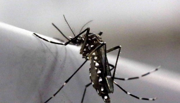 Brazil is the hotbed of the mosquito-borne Zika virus outbreak