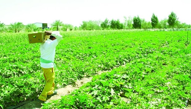 A view of the Sulaiteen Farm in Umm Salal Ali.