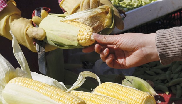 A woman looks at a corn at a market in Beijing. Chinese officials have issued warnings to seed dealers and farmers not to use unapproved genetically modified seeds in the countryu2019s main crop belt, shortly after Greenpeace said it had found widespread GM contamination in corn.
