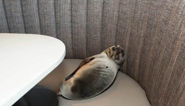 An eight-month-old female California sea lion pup is seen after being found sleeping in a booth in the dining room of the iconic Marine Room restaurant in La Jolla, California.