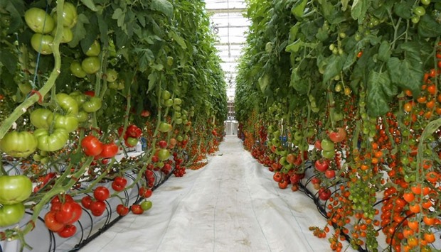 The projects will involve the production of vegetables and fodder, creation of greenhouses and irrigation networks and the purchase of agricultural equipment.