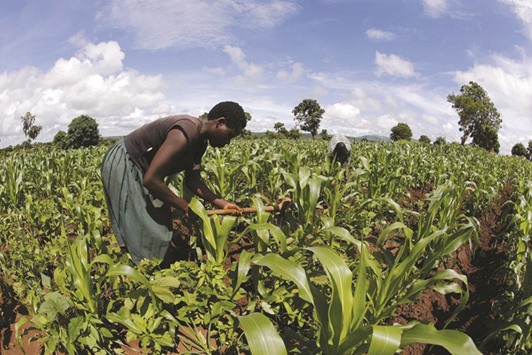 A subsistence farmer works his field of maize near Lilongwe, Malawi.