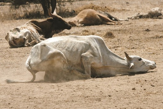 This file picture shows a weak cow attempting to move in a paddock at the Kenya Meat Commission (KMC) factory, near Athi River, 50km east of the capital Nairobi.