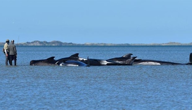 New Zealand fishermen look at pilot whales which died in a mass stranding at Farewell Spit.
