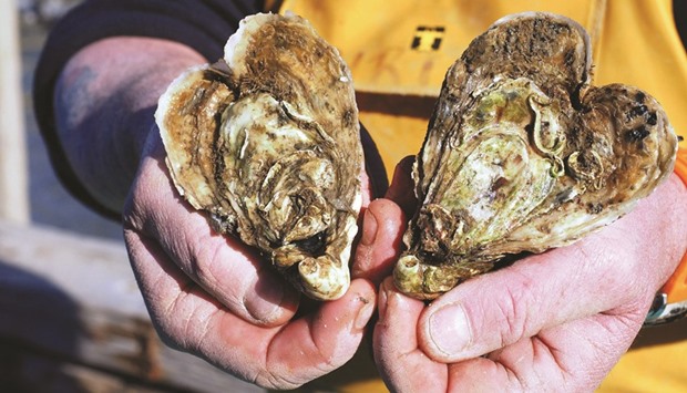 Oysters shaped like hearts - Gulf Times