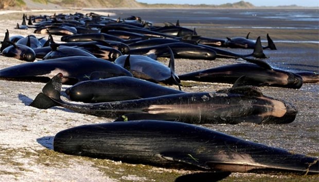 More than 600 whales became stranded on Golden Bay on the weekend.