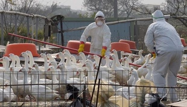 A total of 13 poultry farms have been affected in  Taiwan this year. 