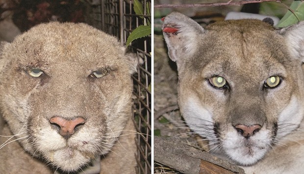 THE DIFFERENCE: P-22 before and after the bout with mange. National Park Service (NPS) researchers recaptured the Griffith Park mountain lion last month and report that he appears healthy and has recovered from the condition.
