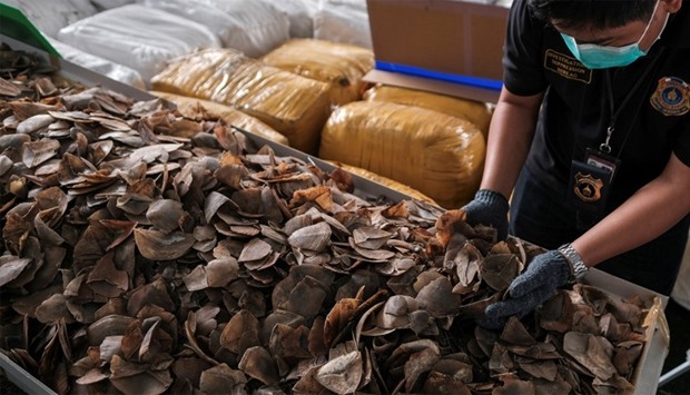 A customs officer holds up pangolin scales at the customs department in Bangkok