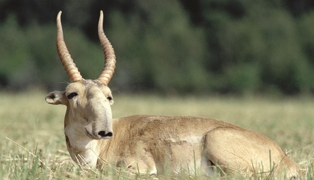 About 10,000 saiga antelope lived in Mongolia before the epidemic began, experts say. That number is down to about 60 per cent and counting.