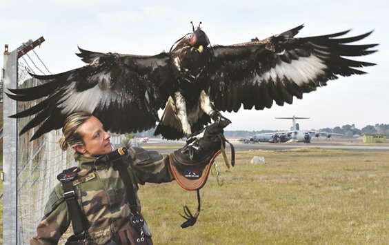 A soldier trains a royal eagle during a military exercise at the Mont-de-Marsan airbase, southwestern France.