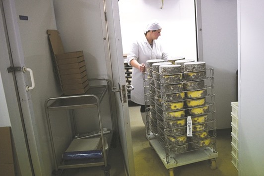 Cheesemaker Daniella Welch stores a batch of Single Gloucester, a full-fat hard cheese made with Old Gloucester cowu2019s milk, which is partially covered with mould as it matures on Charles Martell and Sons Ltdu2019s farm in Dymock, Gloucestershire, south west England.