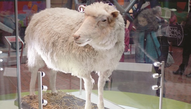 Dolly the cloned sheep, named after singer Dolly Parton, is now a stuffed specimen, standing inside a glass showcase.
