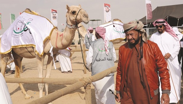 The camel festival at the Shweihan racecourse, in Al Ain on the outskirts of Abu Dhabi.