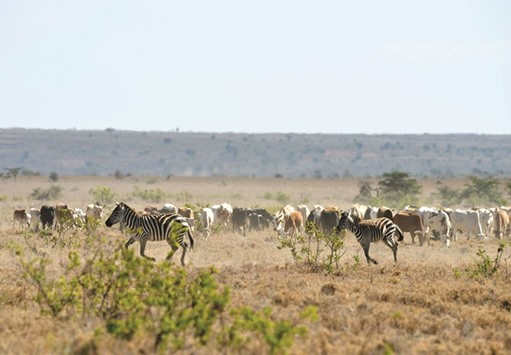 Zebra gallop as cattle belonging to an indigenous pastoral community graze near a small privately-owned wildlife conservancy on a plateau northwest of Mount Kenya.