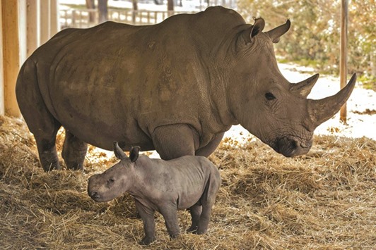 Rami, a two-week-old white rhinoceros, is pictured with his mother, Rihanna, at the Ramat Gan Safari zoo near Tel Aviv yesterday.