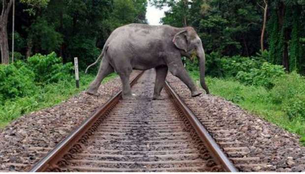 An elephant crossing rail track in Guwahati, Assam. File picture