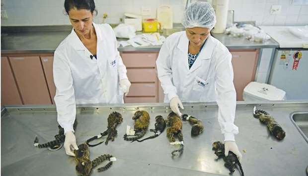 A veterinarian examines dead monkeys at the Municipal Institute of Veterinary Medicine in Rio de Janeiro, Brazil, yesterday.