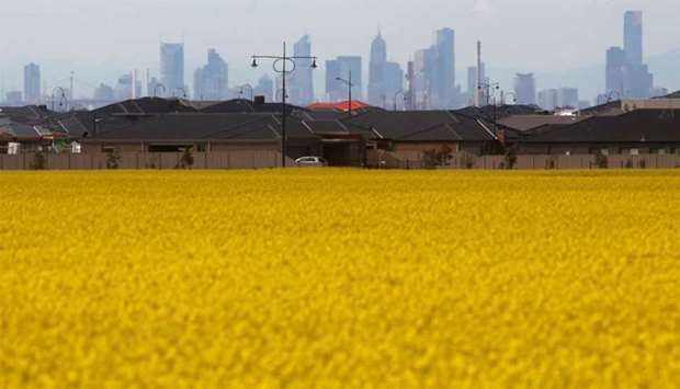 Canola field is seen near a new housing estate in outer Melbourne