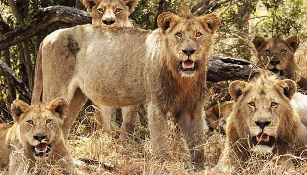 A pack of lions at Kruger National Park