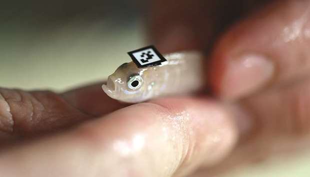 OBSERVER: Alex holds a cichlid thatu2019s been trained to associate food with a certain colour. The fish is differentiated from others with a head tag.